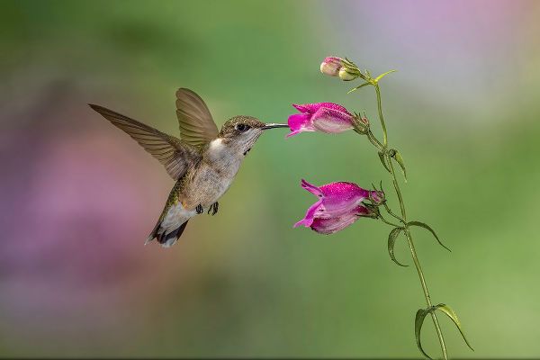 Jones, Adam 아티스트의 Female Ruby-throated hummingbird flying around flower-Louisville-Kentucky작품입니다.